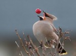 cardinal best ever