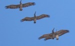 birdwatching in Mazatlan